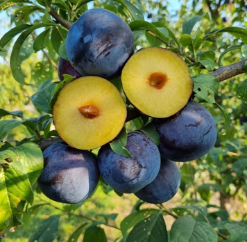 Саджанці сливи "Анжеліна" plum27 фото