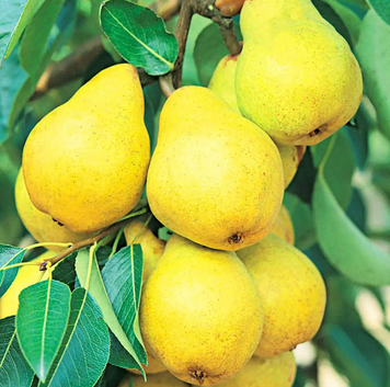 Саженцы груши "Лимонная" pear3 фото