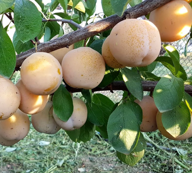 Саженцы сливы "Желтая Афаска" (позднеспелый сорт) plum13 фото
