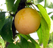 Саженцы сливы "Желтая Афаска" (позднеспелый сорт) plum13 фото 1