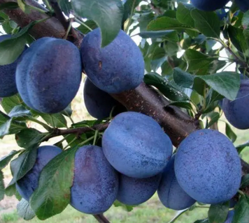Саджанці сливи "Чачакська" (раньоспілий сорт) plum22 фото