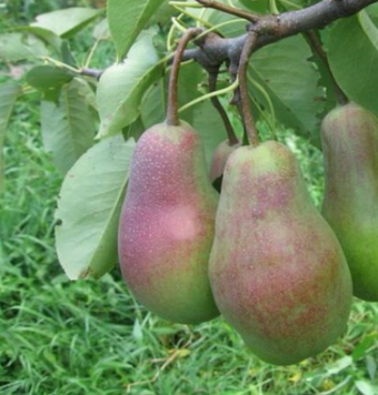 Саджанці груші "Парижанка" pear13 фото