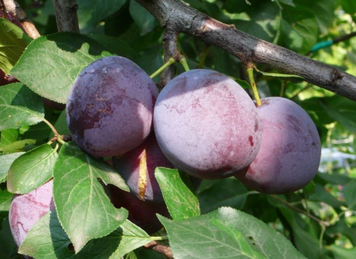 Саженцы сливы "Президент" (позднеспелый сорт) plum23 фото
