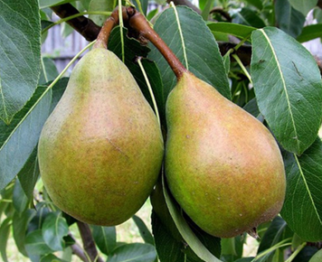 Саджанці груші "Марія" pear14 фото
