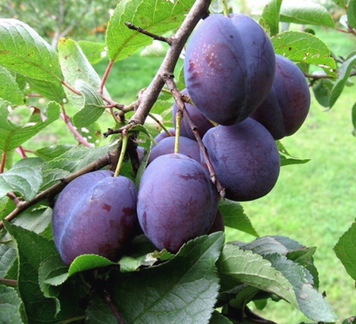 Саджанці сливи "Венгерка італійська" (середньопізній сорт) plum24 фото