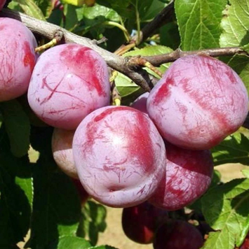 Саженцы сливы "Ренклод Альтана" (раннеспелый сорт) plum25 фото