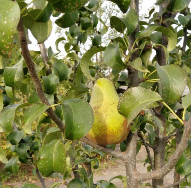 Саджанці груші "Конкорд" pear15 фото