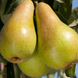 Саджанці груші "Конкорд" pear15 фото 1
