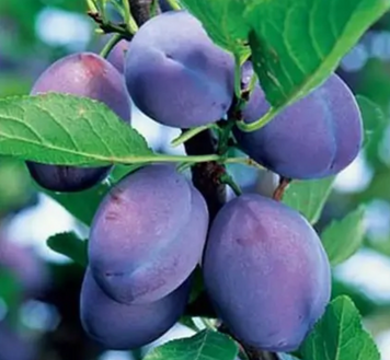 Саженцы сливы "Стенлей" (среднеспелый сорт) plum26 фото