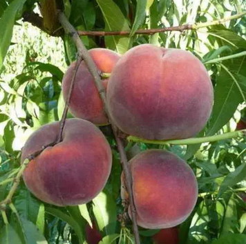 Саджанці персика "Роял Джим" (пізньоспілий сорт) peach6 фото