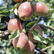 Саженцы груши "Киргизька" pear17 фото 1