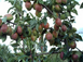 Саженцы груши "Киргизька" pear17 фото 2