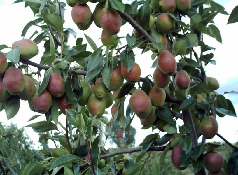 Саженцы груши "Киргизька" pear17 фото