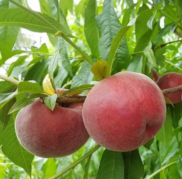 Саджанці персика "Шугар Тайм" (Sugar Time) (ранний сорт) peach8 фото