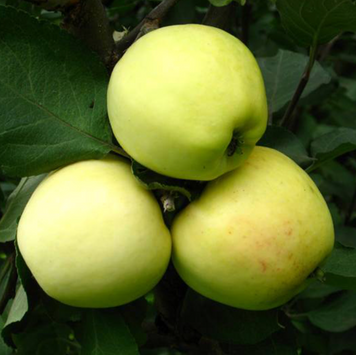 Саджанці яблуні "Сніжний Кальвіль" apple18 фото