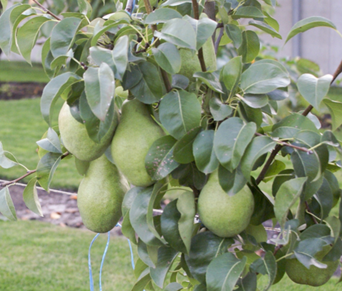 Саджанці груші "Бера Ноябрська" pear18 фото