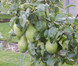 Саджанці груші "Бера Ноябрська" pear18 фото 2
