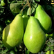 Саджанці груші "Бера Ноябрська" pear18 фото 1