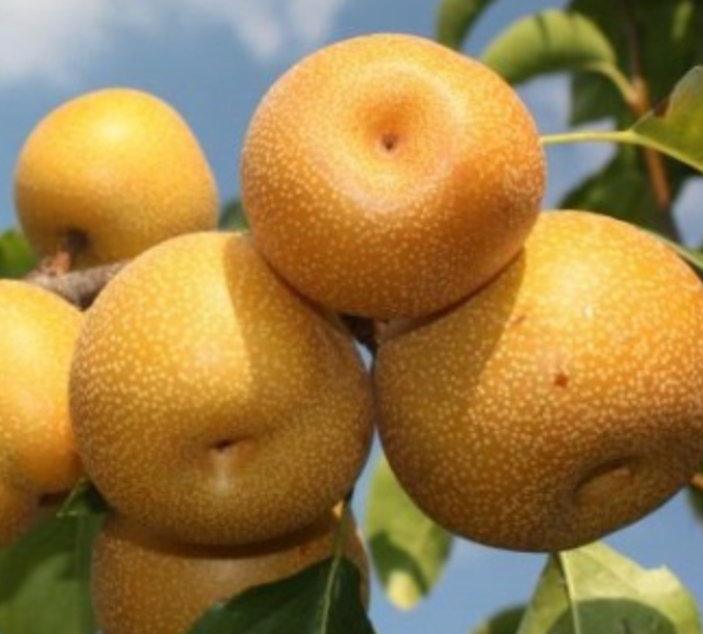 Саженцы груши "Даитсуи Ли" pear19 фото