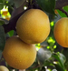 Саженцы груши "Даитсуи Ли" pear19 фото 1