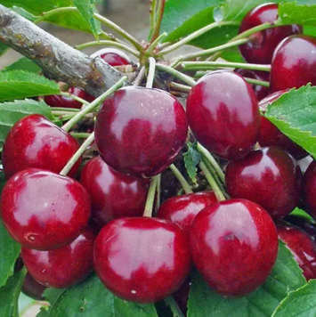 Саженцы черешни "Фабиола" (среднеспелый сорт) cherries4 фото