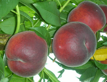 Саджанці персика "Роял Саммер" (середньоспілий сорт, селекція США) peach10 фото