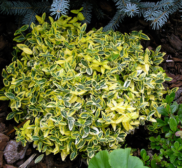 Саженцы бересклета Emerald'n Gold Бер1 фото