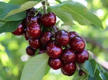 Саженцы черешни "Роял Хелен" (позднеспелый сорт) cherries5 фото