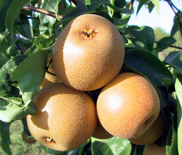 Саджанці груші "Хосуі" pear21 фото