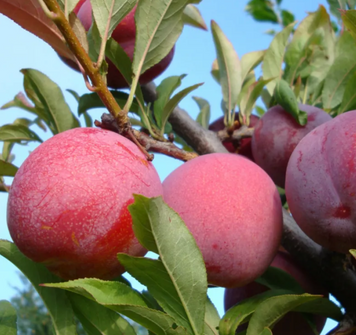 Саджанці сливи "Оцарк Прем'єр"  plum28 фото