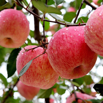Саджанці яблуні "Фуджі" apple4 фото