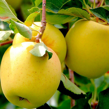 Саджанці яблуні "Голден Делішес" apple22 фото