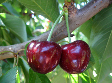 Саженцы черешни "Бичье сердце" (среднеспелый сорт) cherries6 фото
