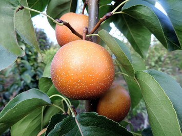 Саджанці груші "Секуї" pear22 фото