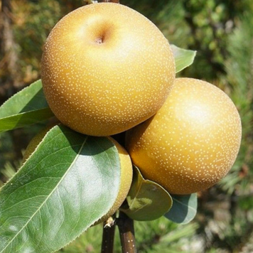 Саджанці груші "Косуі" pear23 фото