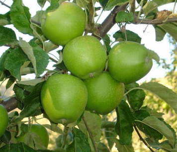 Саджанці яблуні "Гренні Сміт" (Granny Smith) apple24 фото