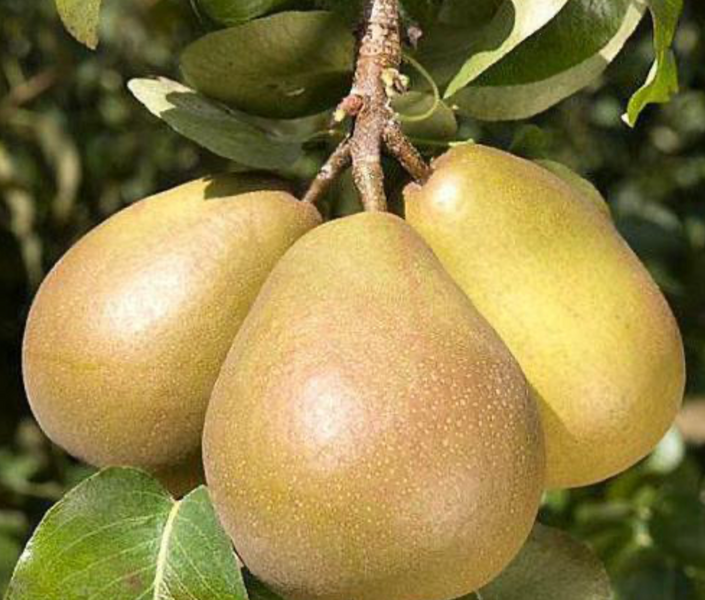 Саженцы груши колоновидно "Медовая" pear24 фото