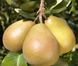 Саженцы груши колоновидно "Медовая" pear24 фото 2