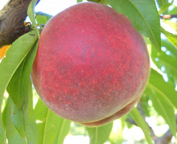 Саджанці персика "Кондор" (ранній сорт) peach15 фото