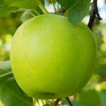 Саджанці яблуні "Мутсу" apple25 фото