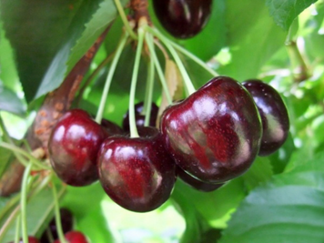 Саженцы черешни "Самба" (среднеспелый сорт) cherries11 фото
