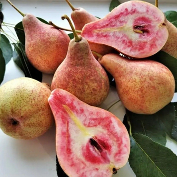 Саджанці груші "Весільна" pear27 фото