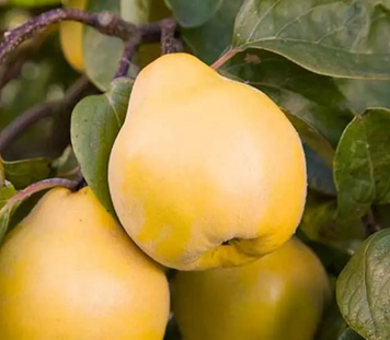 Саженцы айвы "Аврора" (ранний сорт) quince3 фото
