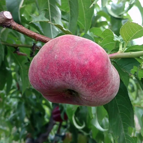 Саженцы персика инжирный "Уфо 3" (Среднеспелый сорт) peach18 фото
