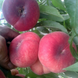 Саженцы персика инжирный "Уфо 3" (Среднеспелый сорт) peach18 фото 1