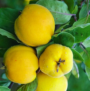 Саженцы айвы "Золотистая" (ранний сорт) quince4 фото