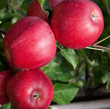Саджанці яблуні "Галла Шніга" apple29 фото