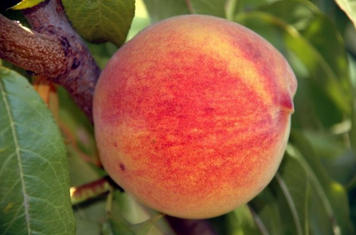 Саджанці колоновидного персика "Медовий" (середньоспілий сорт) peach20 фото