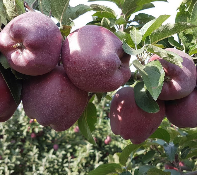 Саджанці яблуні "Джеромін" apple30 фото