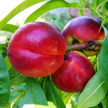 Саджанці нектарину &ldquo;Хоней Хейвен&rdquo; nectarine8 фото